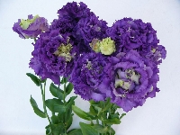 など供花、紫八重トルコ 014_R.JPG